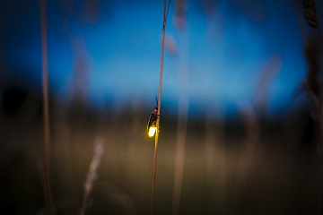 Firefly ancient folklore and modern innovation