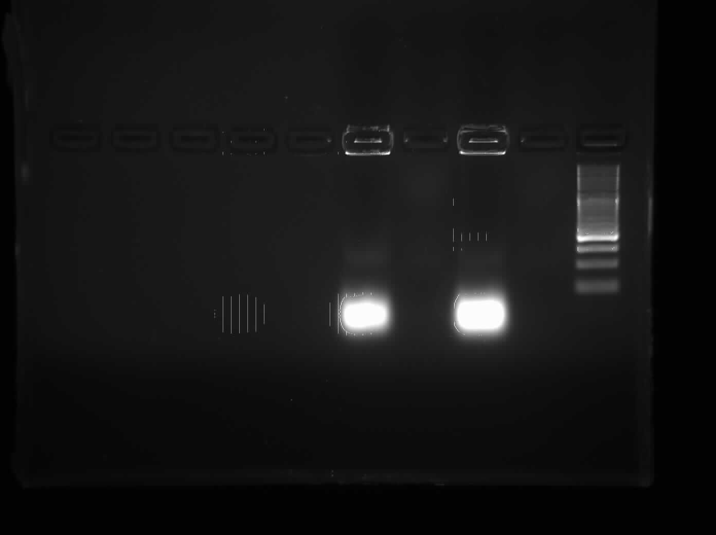 Troubleshooting PCR Part Two: What to Do When You Are Not Getting Bands - Ooooh Noooo - No PCR Bands!