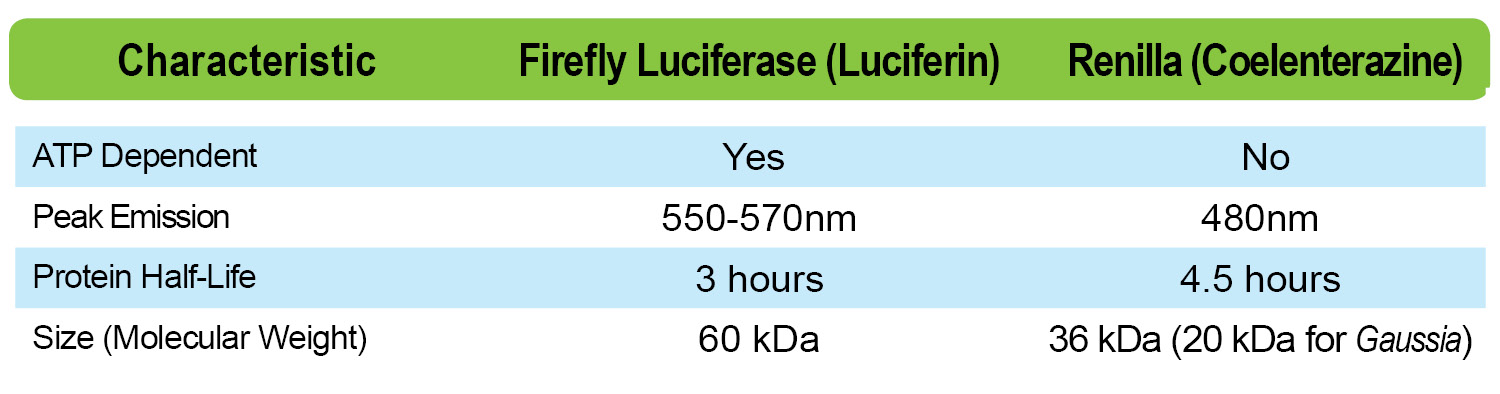 luciferin product shopping guide - luciferin table of characteristics